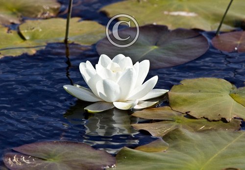 Water Lily, DMO389